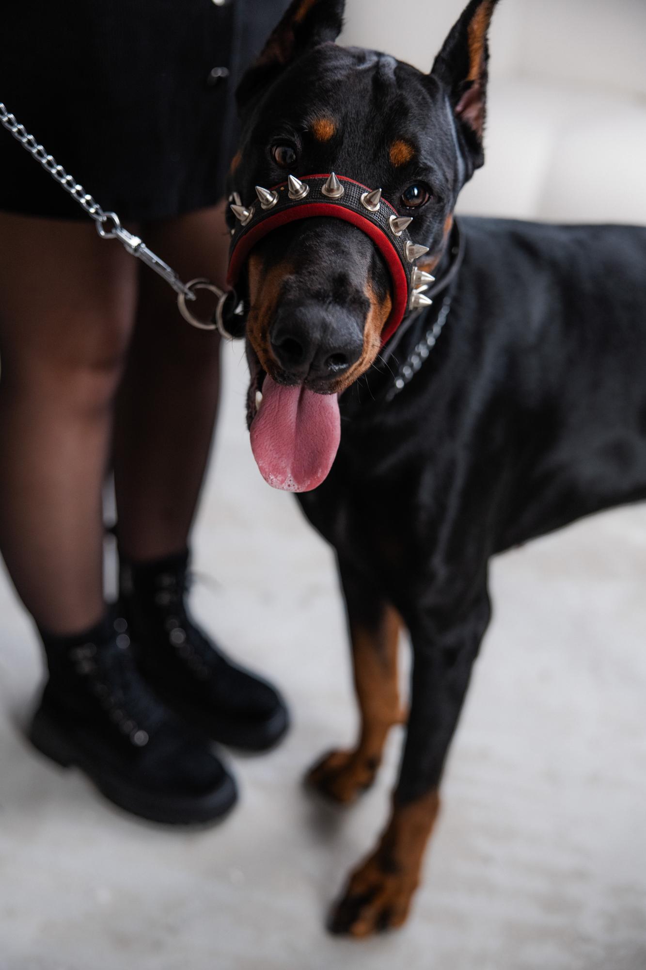 Veronika and Sirius · photo 8