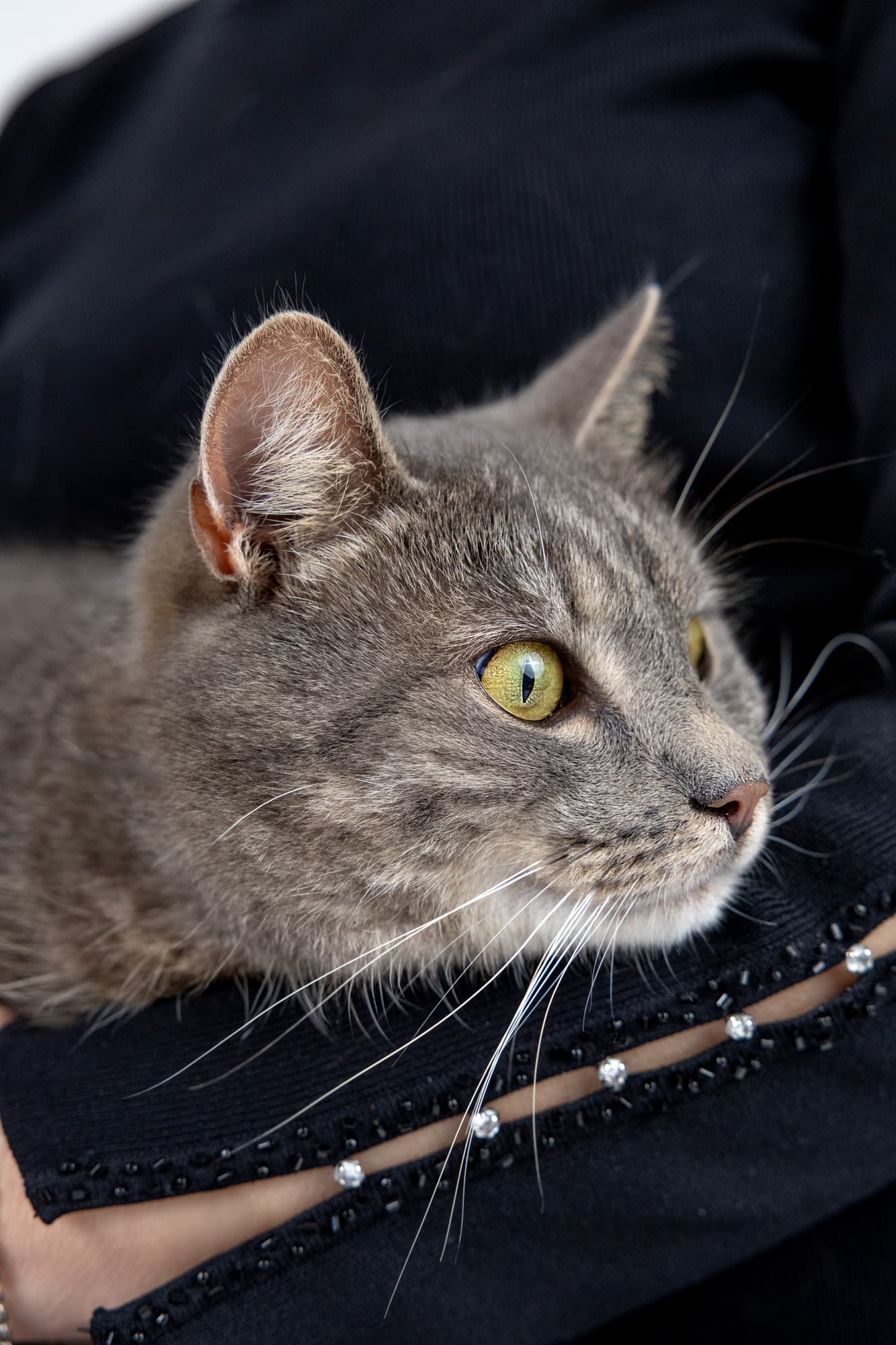 Коты Лизы · фото 15