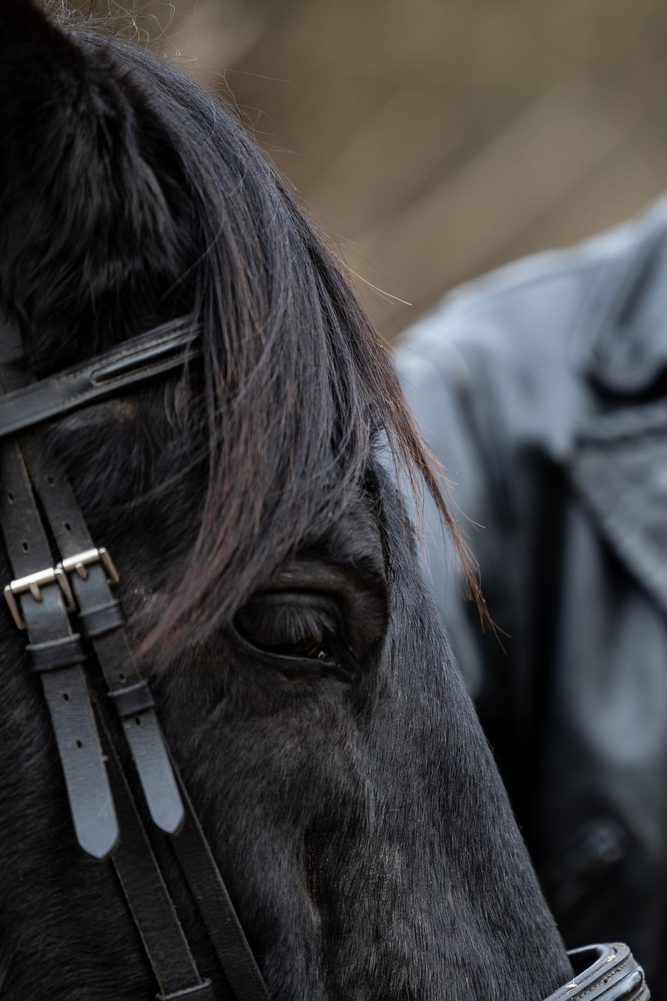 Ilya and Patriot · photo 2