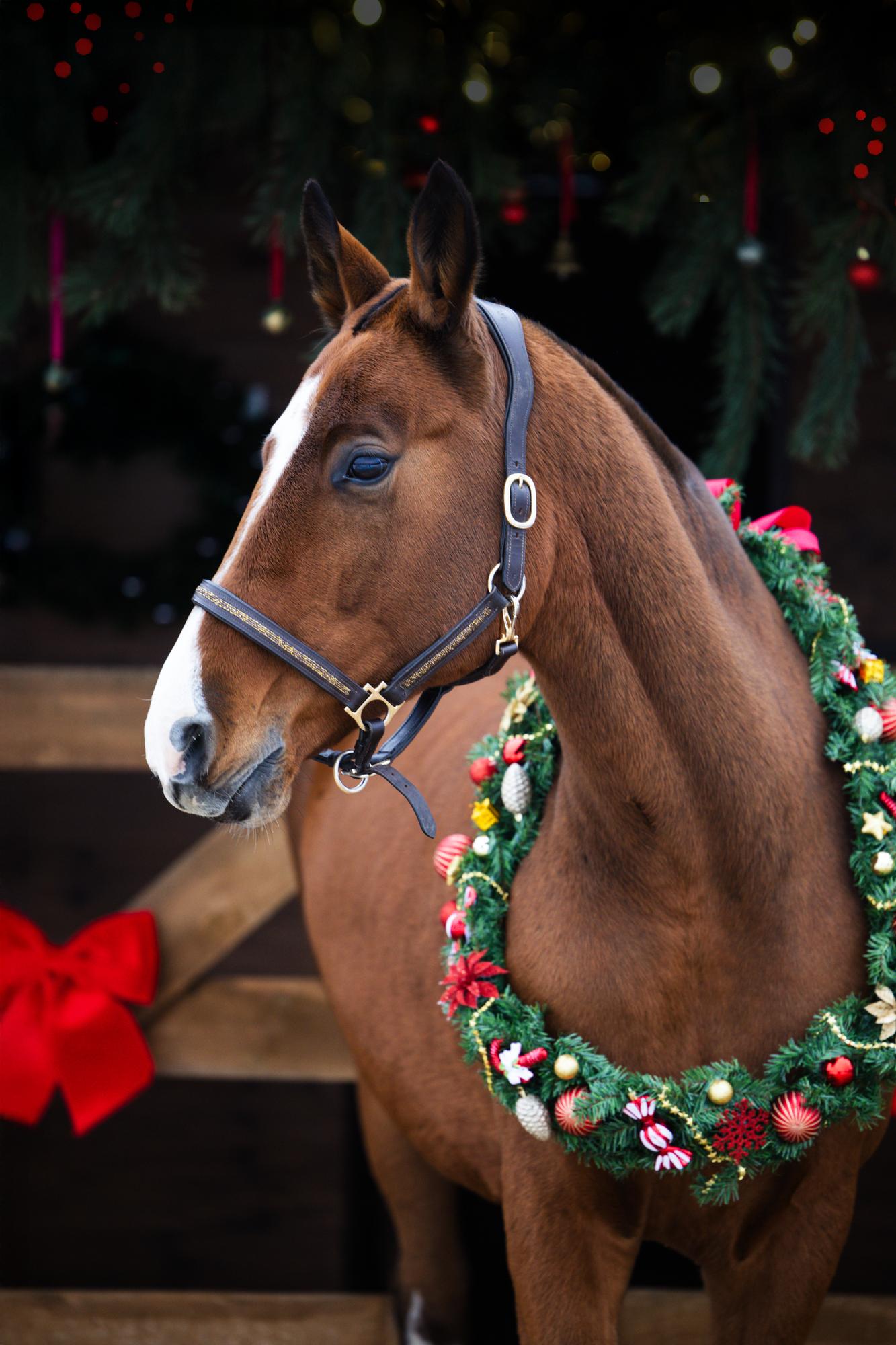 Christmas & New Year Photo Day with a Horse · photo 2