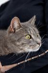 Коты Лизы · миниатюра 15