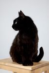Коты Лизы · миниатюра 10