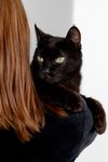 Коты Лизы · миниатюра 12