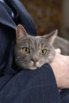 Коты Лизы · миниатюра 5