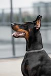 Александра и Сириус · миниатюра 3