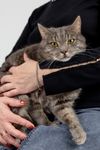 Коты Лизы · миниатюра 14