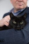 Коты Лизы · миниатюра 3