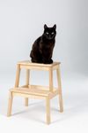 Коты Лизы · миниатюра 11